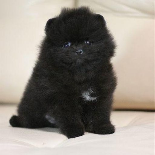 Изображение питомца