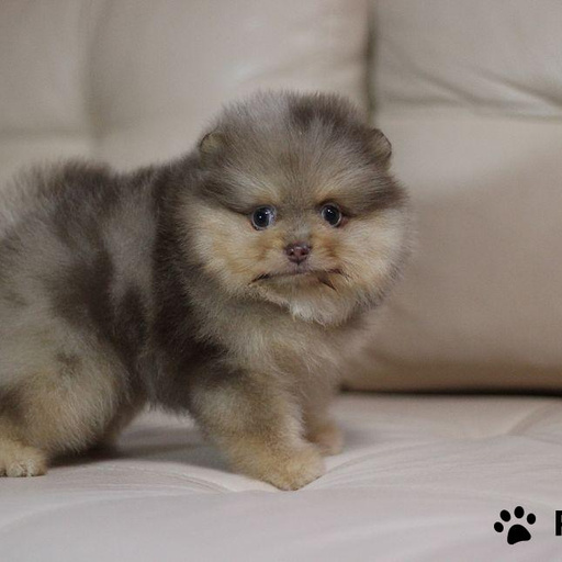 Изображение питомца