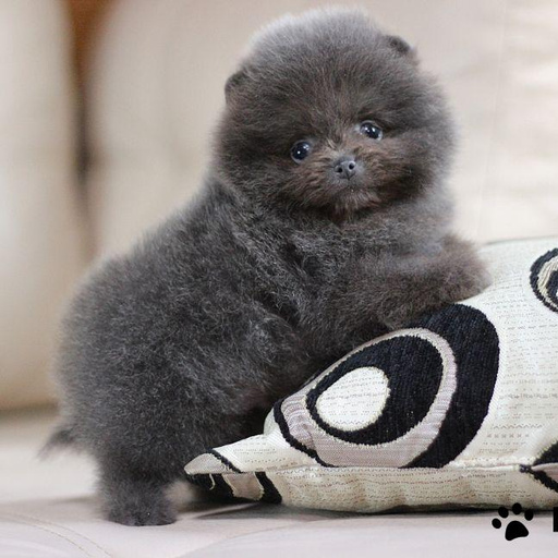 Изображение питомца