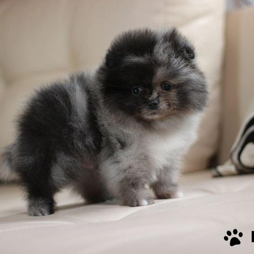 Изображение питомца