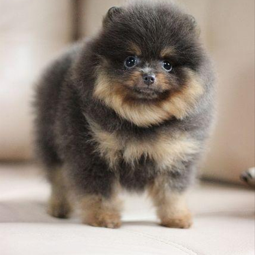 Изображение питомца