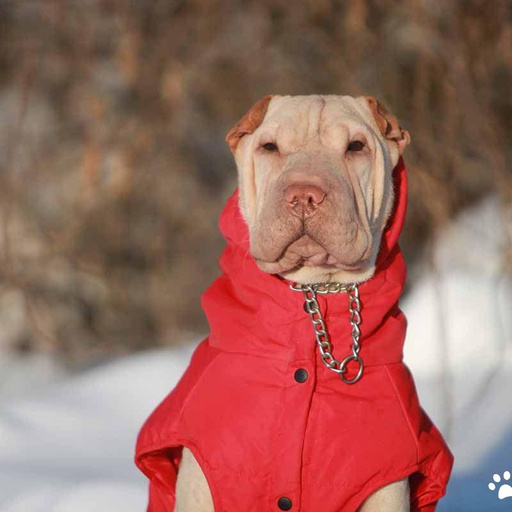 Изображение питомца