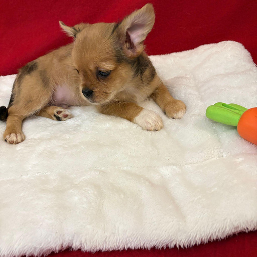 Изображение питомца