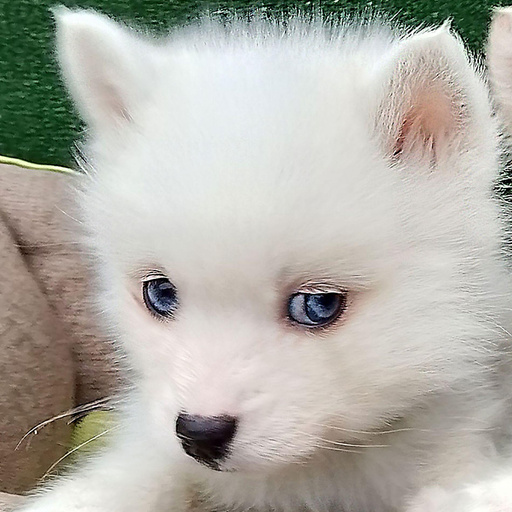 Изображение питомца