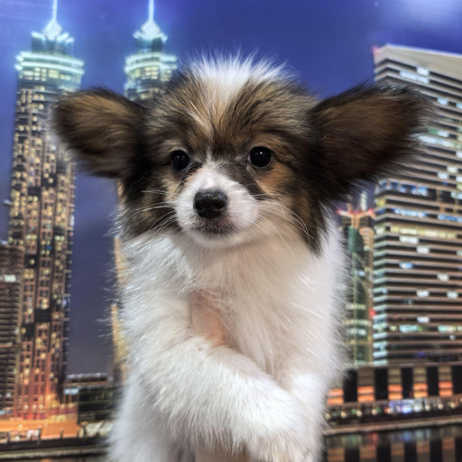 Изображение питомца