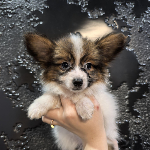 Изображение питомца