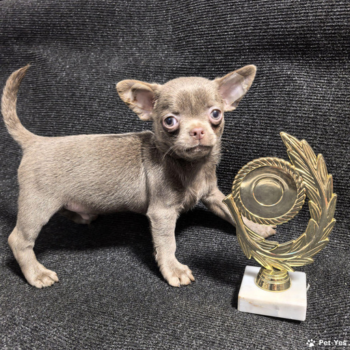 Изображение питомца