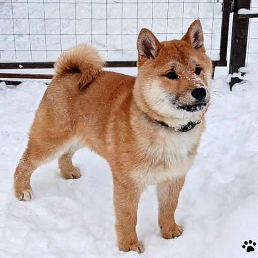 Изображение питомца