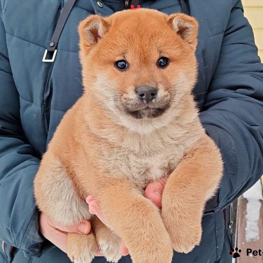 Изображение питомца