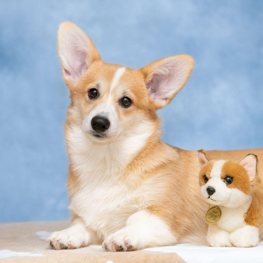 Изображение питомца