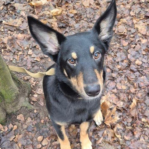 Изображение питомца