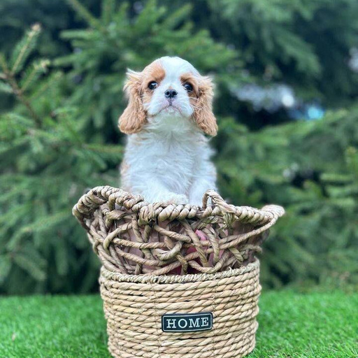 Изображение питомца