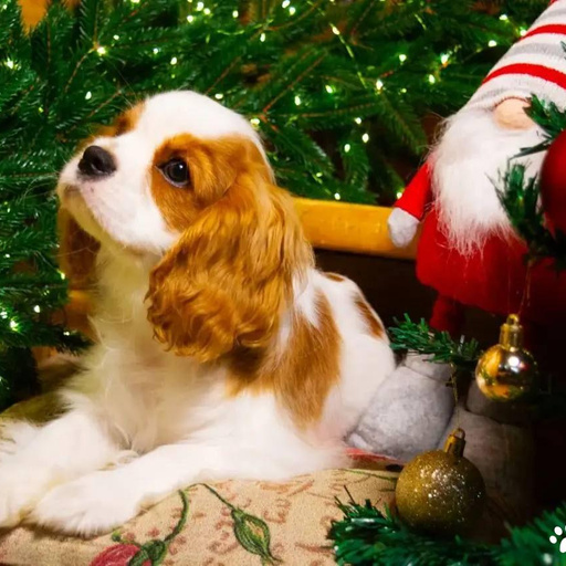 Изображение питомца