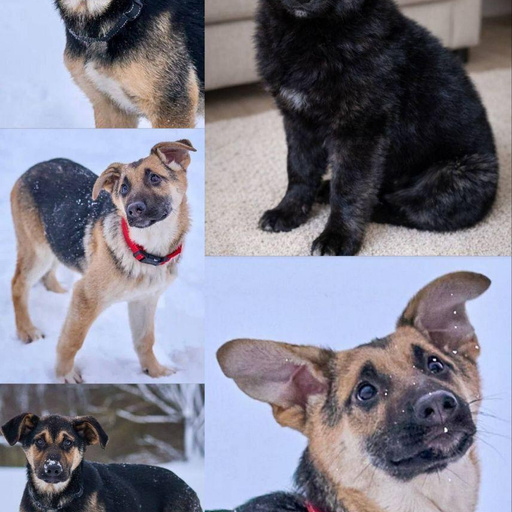 Изображение питомца