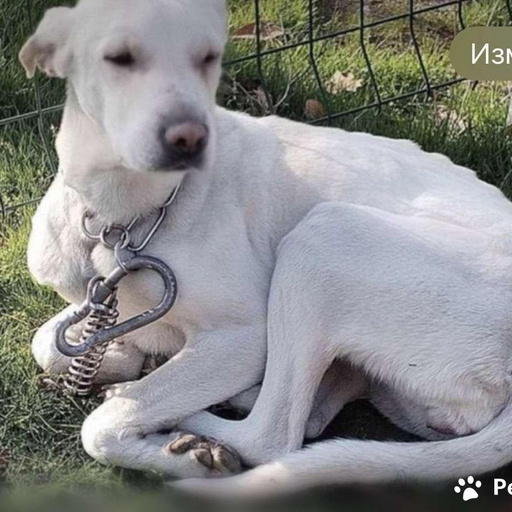 Изображение питомца