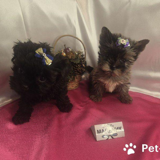 Изображение питомца