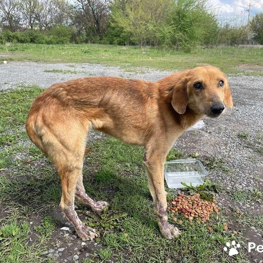 Изображение питомца