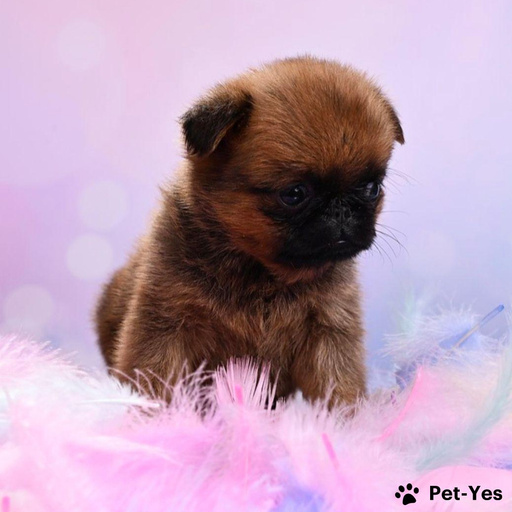 Изображение питомца