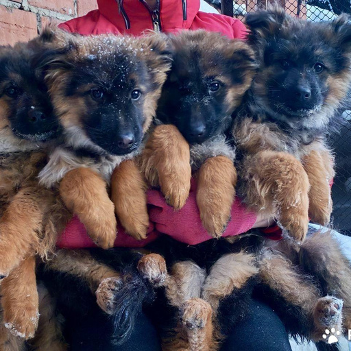 Изображение питомца