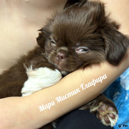 Изображение питомца