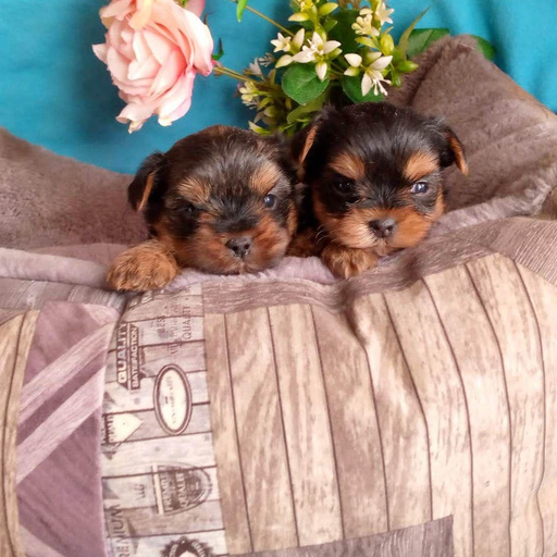 Изображение питомца