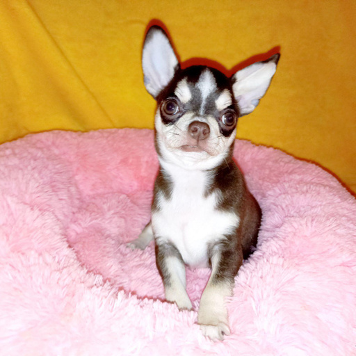 Изображение питомца