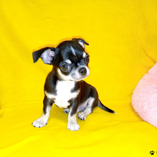 Изображение питомца