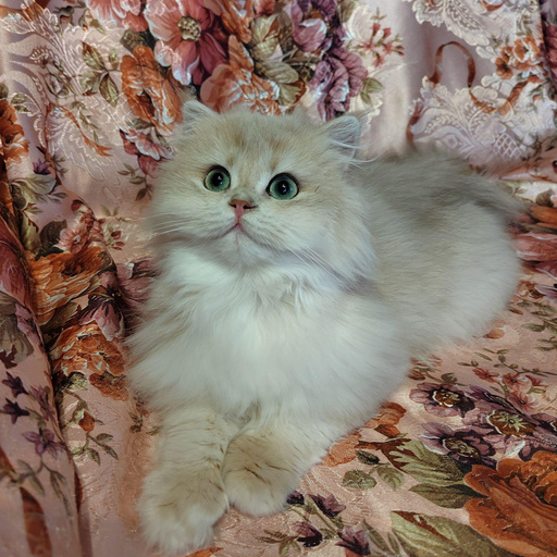 Изображение питомца