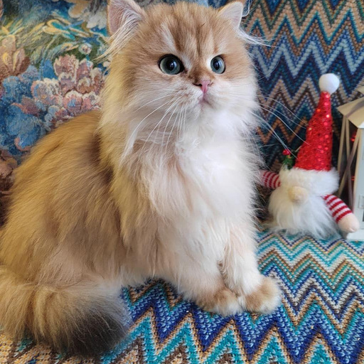 Изображение питомца