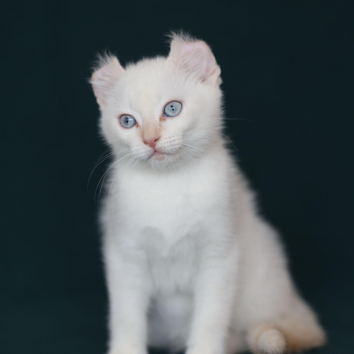 Изображение питомца