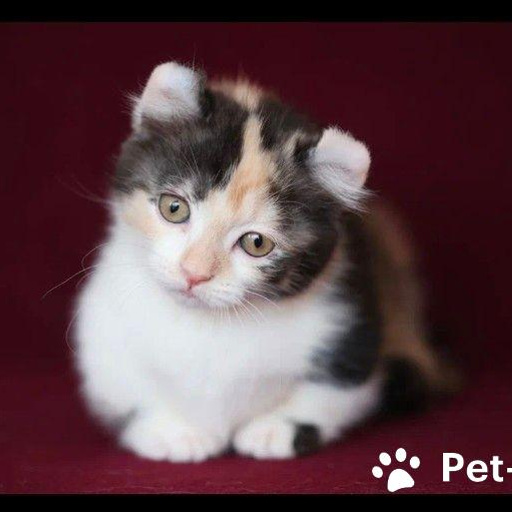 Изображение питомца