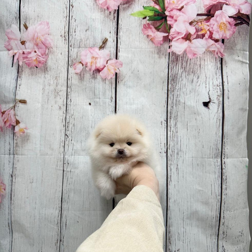 Изображение питомца