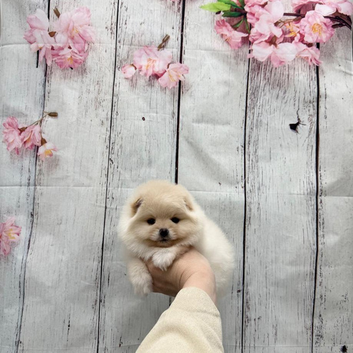 Изображение питомца