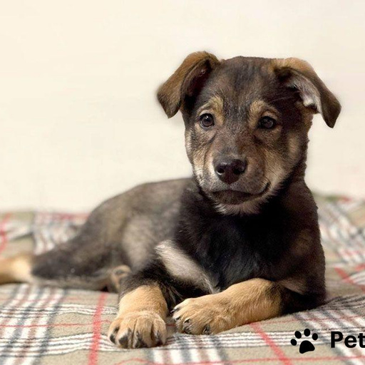 Изображение питомца