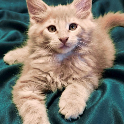 Изображение питомца