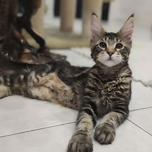 Изображение питомца