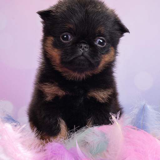 Изображение питомца