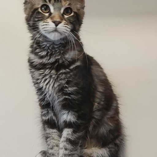 Изображение питомца