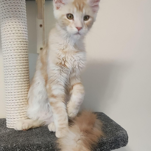 Изображение питомца