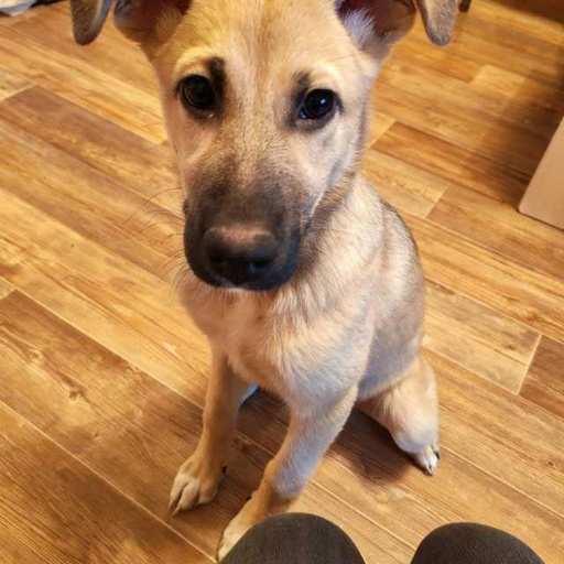 Изображение питомца