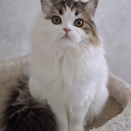 Изображение питомца