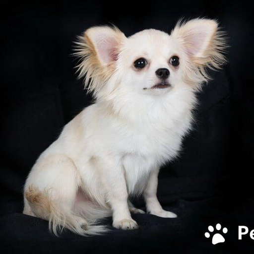 Изображение питомца