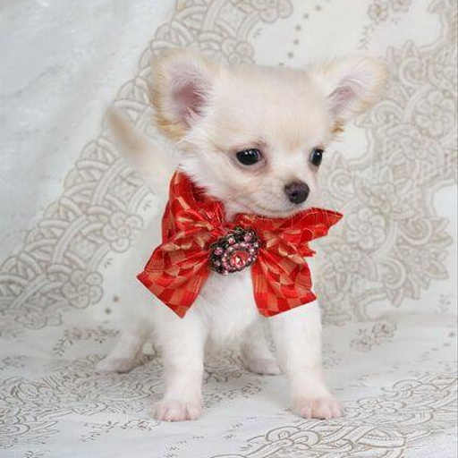 Изображение питомца