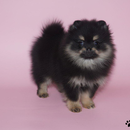 Изображение питомца