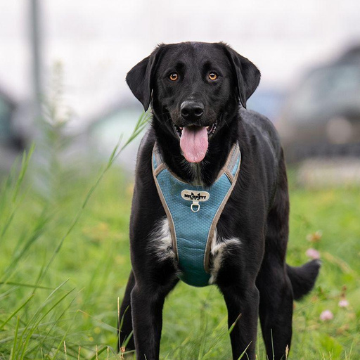 Изображение питомца