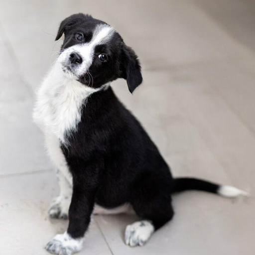 Изображение питомца