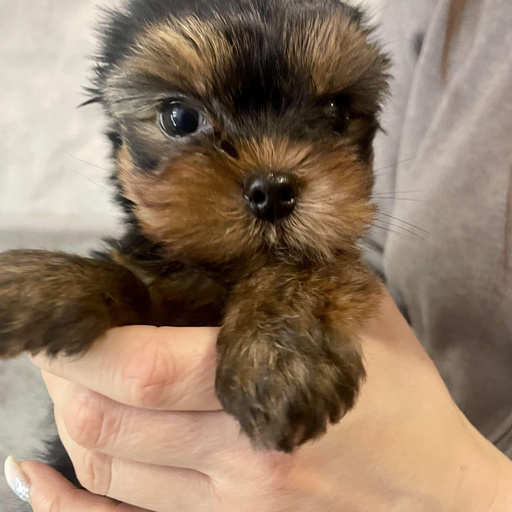 Изображение питомца