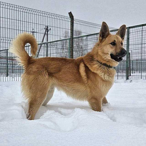 Изображение питомца