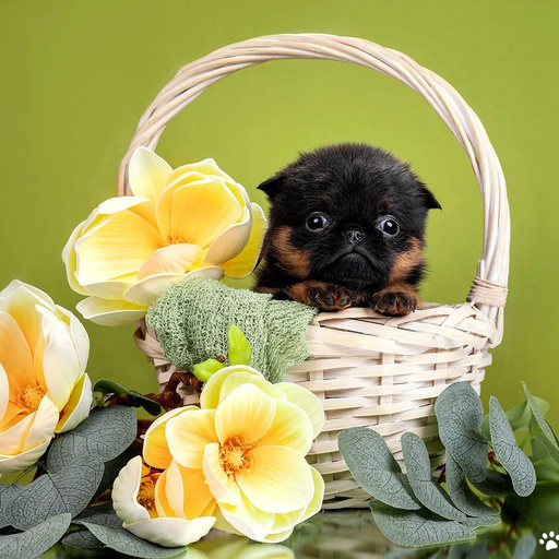 Изображение питомца