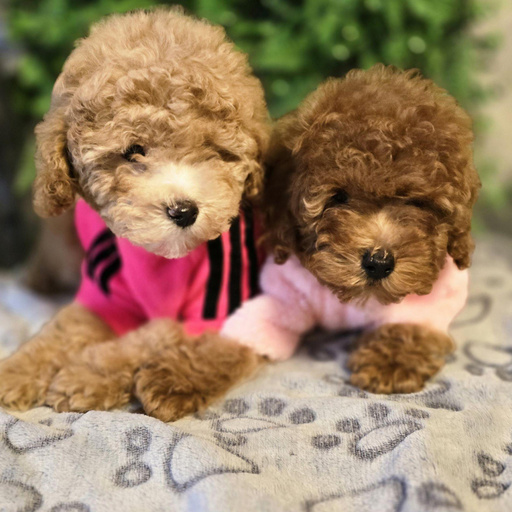 Изображение питомца